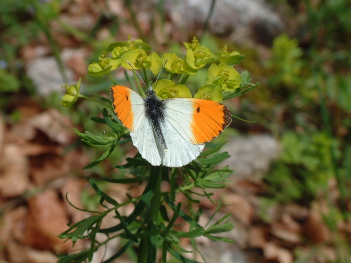 Anthocharis cardamines